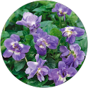 sandrine nicolas profile picture